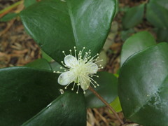 Eugenia reinwardtiana