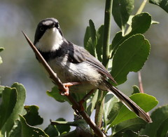 Apalis thoracica claudei