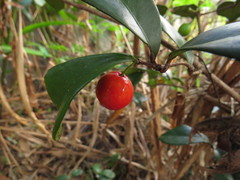 Eugenia reinwardtiana