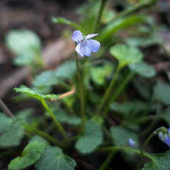 Viola silicestris