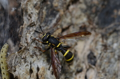 Sphiximorpha subsessilis