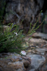 Actinotus forsythii