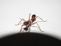 Myrmecia vindex