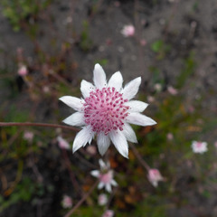 Actinotus forsythii