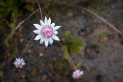 Actinotus forsythii