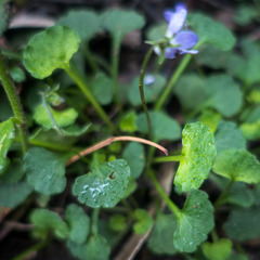 Viola silicestris