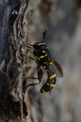 Sphiximorpha subsessilis