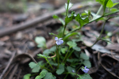 Viola silicestris