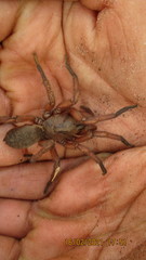 Proshermacha tepperi