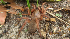 Proshermacha tepperi