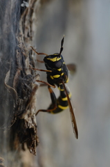 Sphiximorpha subsessilis