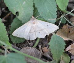 Lychnosea intermicata