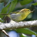 Yellow-throated Woodland-Warbler - Photo (c) Colin Ralston, some rights reserved (CC BY-NC), uploaded by Colin Ralston