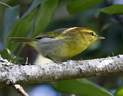Phylloscopus ruficapilla voelckeri