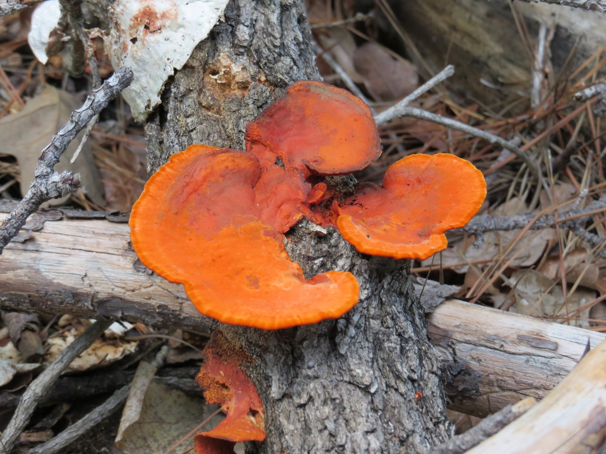 Pycnoporus sanguineus image