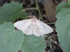 Lychnosea intermicata