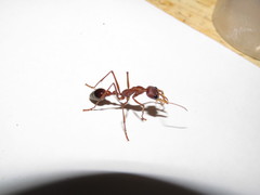 Myrmecia vindex