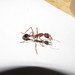 Myrmecia vindex - Photo (c) Andrew Wallace, some rights reserved (CC BY-NC), uploaded by Andrew Wallace