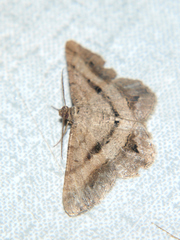 Chiasmia crassata