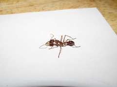 Myrmecia vindex