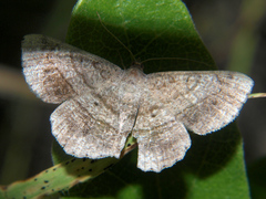 Isturgia catalaunaria