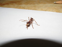 Myrmecia vindex