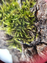 Sciuro-hypnum populeum