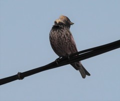 Leucosticte arctoa