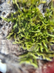 Sciuro-hypnum populeum