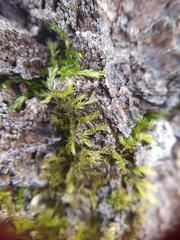 Sciuro-hypnum populeum