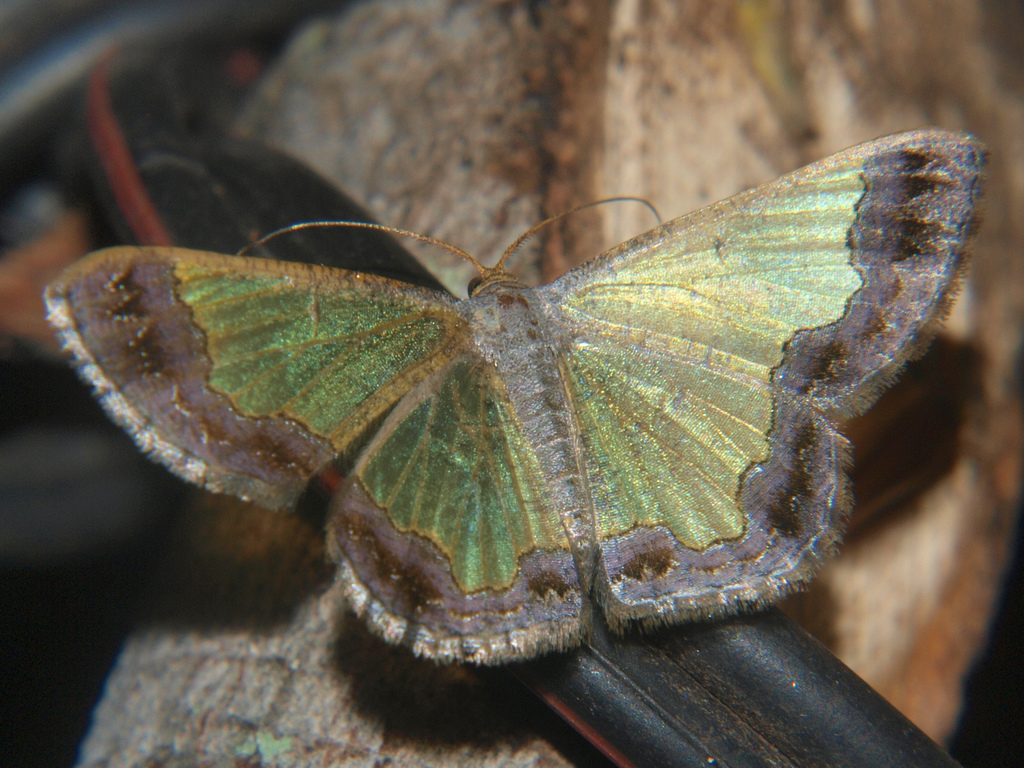 Zamarada acrochra