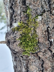 Sciuro-hypnum populeum