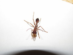 Myrmecia vindex