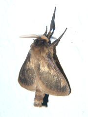 Apisa canescens