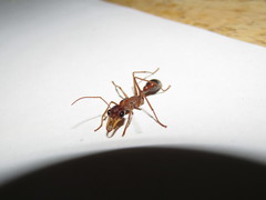 Myrmecia vindex