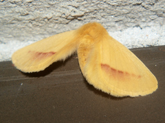 Stenoglene rosea
