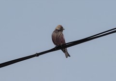 Leucosticte arctoa