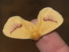 Stenoglene rosea