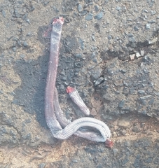 Amphisbaena mertensii