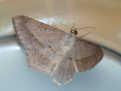 Chiasmia kilimanjarensis