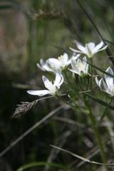 Ornithogalum gussonei