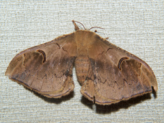 Goodia kuntzei