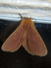 Stenoglene rosea