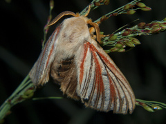 Grammodora nigrolineata