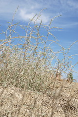 Petrosimonia triandra