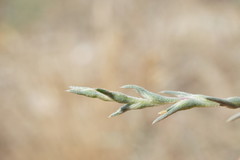 Petrosimonia triandra