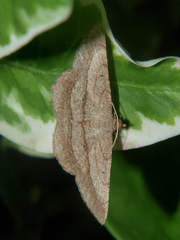 Chiasmia kilimanjarensis