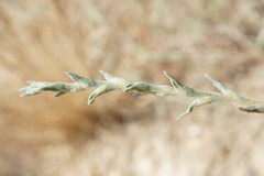 Petrosimonia triandra