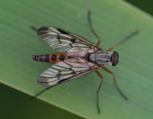 Downlooker Snipefly, Zuidwest, Utrecht, Netherlands, photo 9 of 10