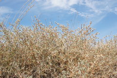 Petrosimonia brachiata